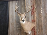 Nice Canadian 5x5 Whitetail Shoulder Mount