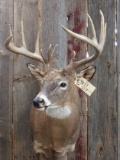 160 Class Whitetail Shoulder Mount