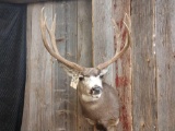 Big 4x4 Mule Deer Shoulder Mount