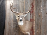 4x4 Canadian Whitetail Shoulder Mount