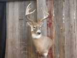 5x5 Whitetail Shoulder Mount