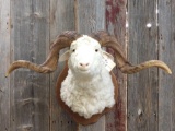 Barbarossa Sheep Shoulder Mount