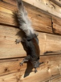 Albert Squirrel Taxidermy Mount