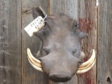 African Warthog Shoulder Mount