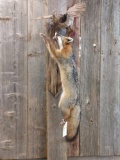 Full body mount Grey Fox Leaping For A Ruffed Grouse