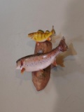 Rainbow Trout & Ring Perch Real Skin Taxidermy