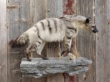 African Aardwolf Full Body Mount