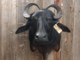 Chinese Water Buffalo Shoulder Mount