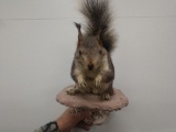 Albert Squirrel Taxidermy Mount