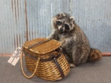 Full Body Mount Raccoon Raiding A Fishing Creel