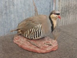 Full body mount Chukar