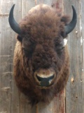 BIG shoulder Mount American Bison Buffalo Herd Bull