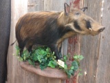 African Bush Pig Full Body Mount