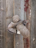 Full Body Mount Grouse In Flight