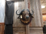 African Cape Buffalo Shoulder Mount