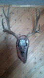Beautiful Hand Painted Mule Deer Skull