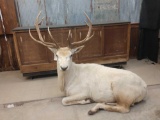 RARE Full Body Mount White Elk !