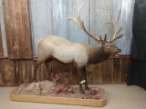 Full Body Mount Elk