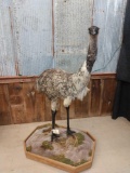 Full Body Mount Emu