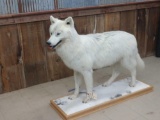 Arctic Wolf Full Body Mount