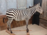 Full Body Mount Male Zebra