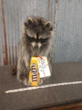 Full Body Mount Raccoon Eating Candy