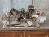 Family Of Raccoons On A Fishing Trip !
