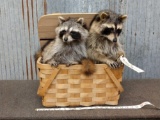 2 Full Body Mount Raccoons Raiding A Picnic Basket