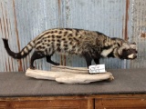 African Genet Cat Full Body Mount