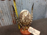 Scrimshawed Ostrich Egg Framed With Polished Blesbok Horns