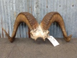 Alaskan Dall Sheep Horns
