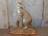 NICE Full Body Mount Bobcat