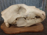 Alaskan Brown Bear Skull