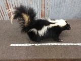 Full Body Mount Skunk