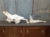 Big Giraffe Skull