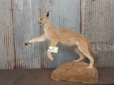 African Caracal Cat Full Body Mount