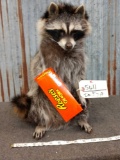 Full Body Mount Raccoon Eating Candy