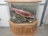 Monster 57 Pound King Salmon In Glass Display Cabinet