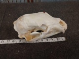 Black Bear Skull