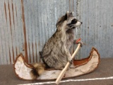 Full Body Mount Raccoon In A Canoe