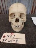 Real Human Skull ( Medical Demonstration )