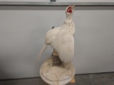 Cool White Color Phase Pheasant Crowing