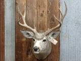 5x5 Mule Deer Shoulder Mount