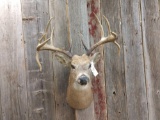 Vintage Shoulder Mount Whitetail Double Drops