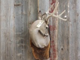 Whitetail Shoulder Mount Grooming