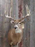 NICE 5x5 Typical Whitetail Shoulder Mount