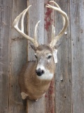 4x4 Whitetail Shoulder Mount