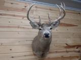 160 Class Whitetail Shoulder Mount