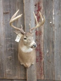 4x5 Whitetail Shoulder Mount