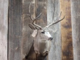 3x3 Mule Deer Taxidermy Mount